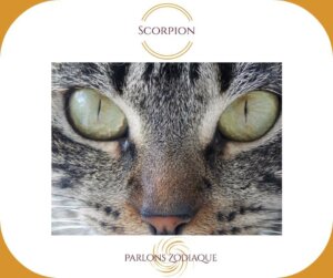 scorpion-regard-chat